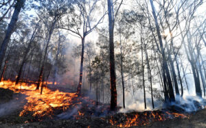 Australia Bushfires Set to Burn Out of Control for Weeks, Authorities Warn